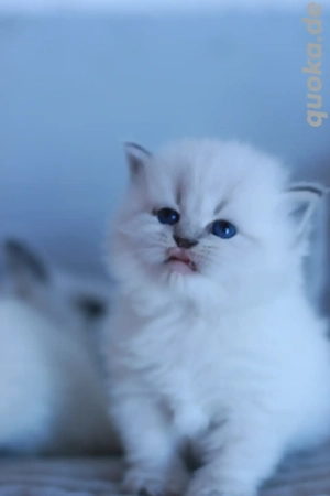 Reinrassige Kitten mit Stammbaum.Neva Masquarade  Sibirische Bild 3