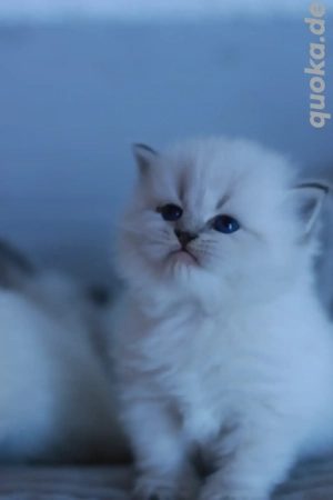 Reinrassige Kitten mit Stammbaum.Neva Masquarade  Sibirische Bild 4