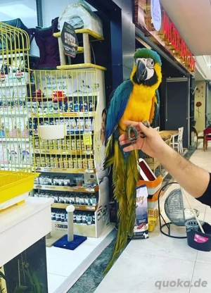 Gelbbrustara Papageien -Paar (Ara ararauna) mit DNA & Herkunftsnachweis 