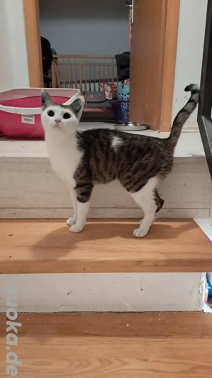 Katzenmädchen sterilisiert 