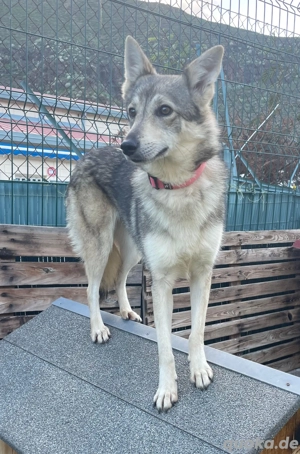 Lobita - schüchterne Lobo Herreno Hündin sucht ein Zuhause