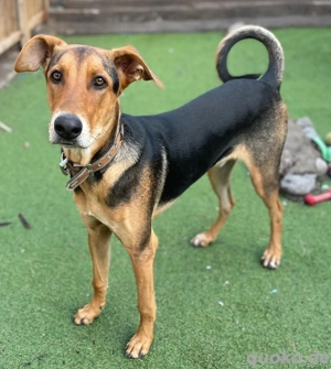 Dante - Schäferhund-Podenco Mischling sucht sein Körbchen