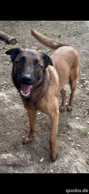 Verkaufe 2 malinois Mixe  rüde und hündin 1.5 Jahre alt Bild 2