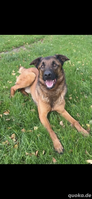 Verkaufe 2 malinois Mixe  rüde und hündin 1.5 Jahre alt