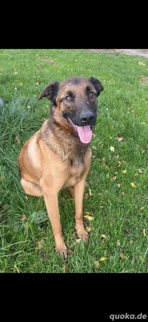 Verkaufe 2 malinois Mixe  rüde und hündin 1.5 Jahre alt Bild 3