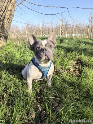 Sara ein tolle französische Bulldogge 
