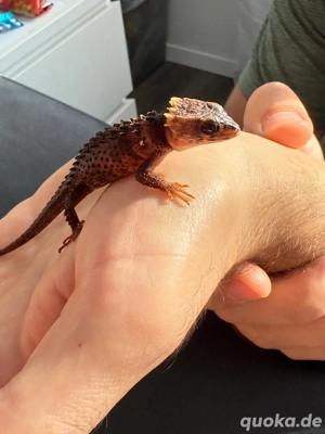 Rotaugenbuschkrokodil 