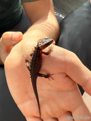 Rotaugenbuschkrokodil 