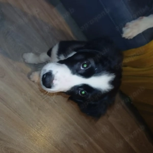 Border Collie   Golden Retriever Mix Welpen Rüden