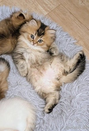 Golden Shaded BLH Kater sucht ein Zuhause