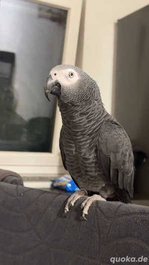 Graupapagei (männlich, 2022)