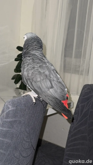 Graupapagei (männlich, 2022)