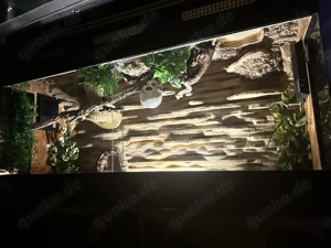 Königspythons suchen neuen Lebensraum