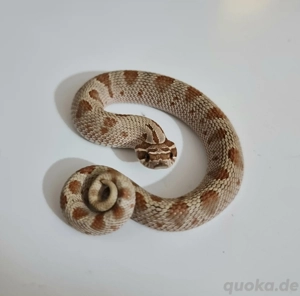 Heterodon nasicus Hakennasennattern ENZ25