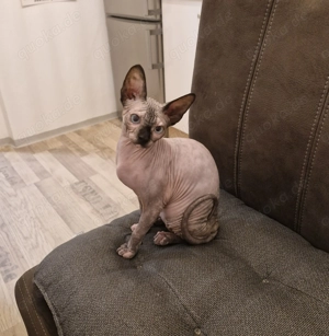 Canadia shpinx mädchen