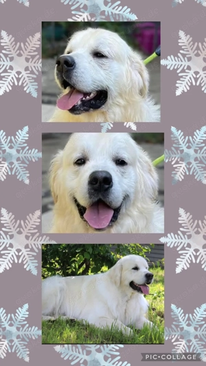 Excellente Golden Retriever Welpen sind geboren  Bild 8