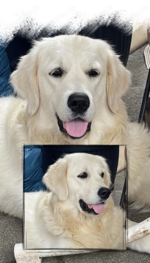 Vielversprechende Golden Retriever Wurferwartung 