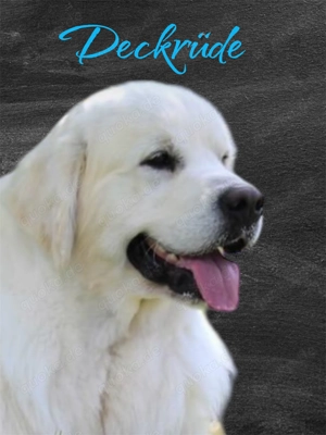 Excellente Golden Retriever Welpen sind geboren  Bild 9