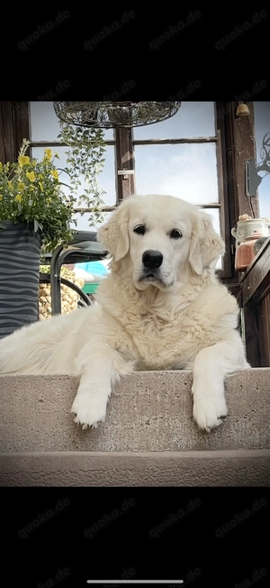 Excellente Golden Retriever Welpen sind geboren  Bild 7