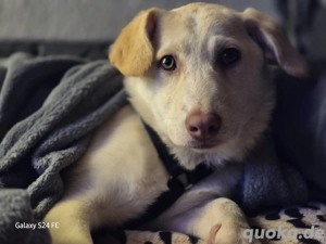 Vanilla - leise Neugier, großes Kuschelherz