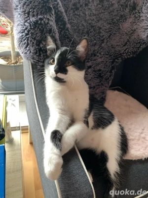 Die Kater  ist 16 Wochen alt, er heißt Fantik