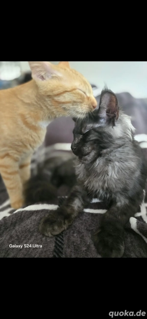 Zwei junge Kater suchen