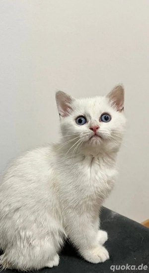 BKH mix mädchen Abgabebereit 