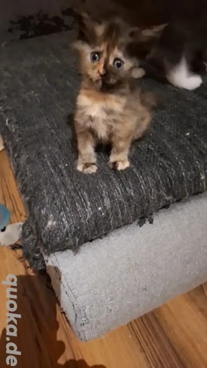 Zuckersüße Maine Coon Kitten 