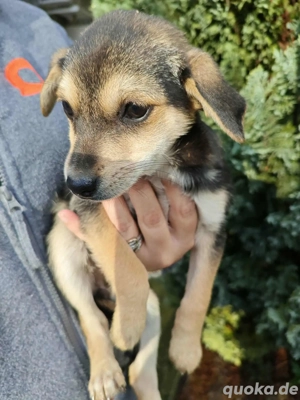 Ronja  sucht sein Für-immer-Zuhause 