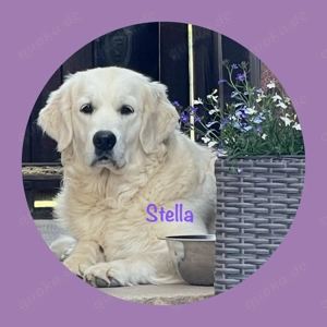 Vielversprechende Golden Retriever Wurferwartung 