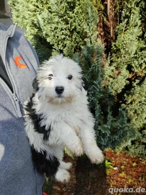  Orea sucht ihr Zuhause für immer 