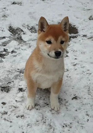 Shiba Inu Welpen suchen ein neues Zuhause