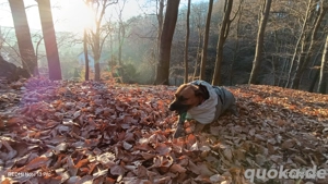 RR Hündin sucgt neues Körbchen 