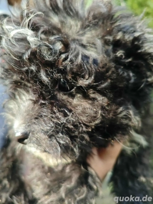 Sirius sucht sein Glück 