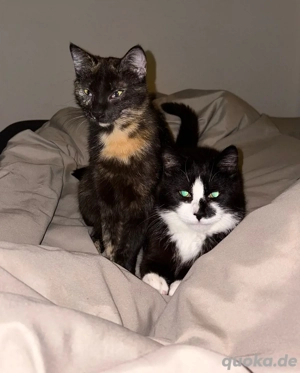 Hauskatzen abzugeben 