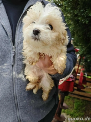 Gismo sucht liebevolles Zuhause 