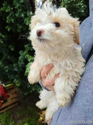 Hector sucht sein Glück 