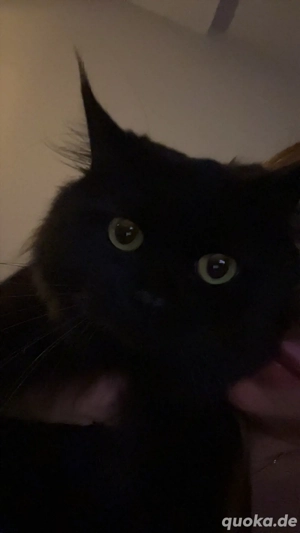 Schwarze BLH Weibliche Kätzchen 