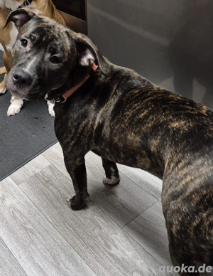 Wir Verkaufen unsere Hündin