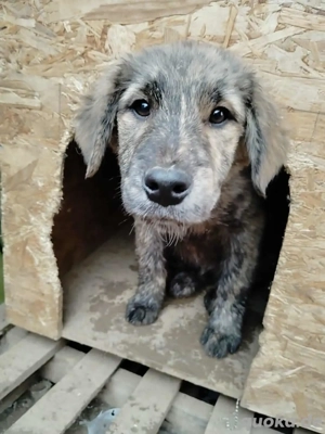 Bounty sucht ein liebevolles Zuhause  Bild 2