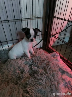 Chihuahua-Welpe sucht ein neues Zuhause.