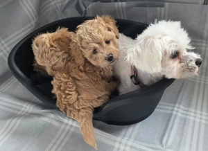 Maltipoo Rüde in Apricot