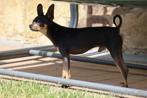 Eleganter, kurzhaariger Russkiy Toy Deckrüde Bild 6