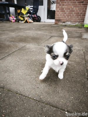 Zuckersüße Chihuahua Welpen suchen Zuhause 