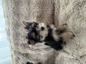 Yorkshire Terrier Welpe Weibchen 