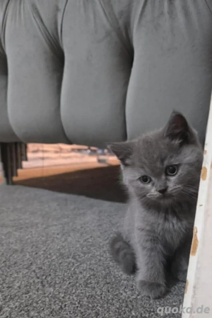 BKH kater 12Wochen alt und abholbereit