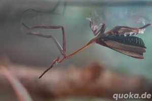 Ceratocrania macra, Gottesanbeterin 