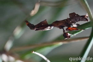 Phyllocrania paradoxa, Gottesanbeterin 