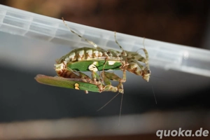 Creobroter gemmatus, Blütenmantide, Gottesanbeterin 