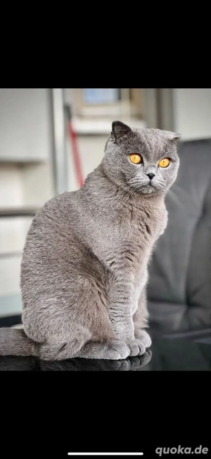 Katzendame zum abgeben 